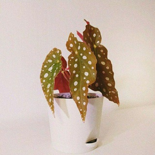 From plants with lovе 🌱