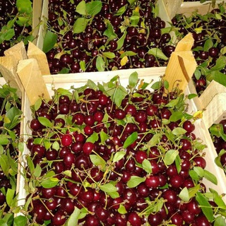 Овощи, фрукты, ягоды