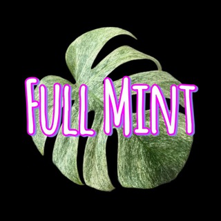 Full Mint 🍀 растения | коты