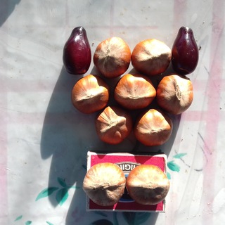 Фундук и кизил в каждый дом.