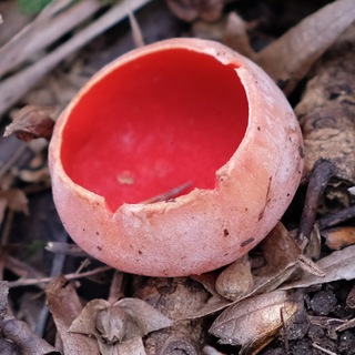 Эстетика грибов / Aesthetics of mushrooms