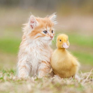 Funny cats and more🐈