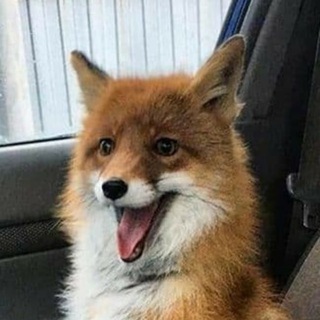 Смешные лисы