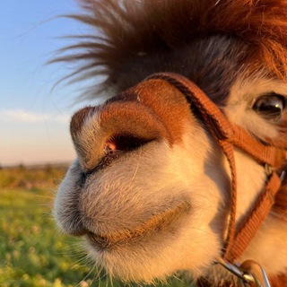 Веселые Альпаки