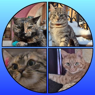 😺Лео, Жозя, Вилли, Майя и другие милые котики!