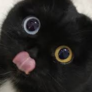 Смешные котики