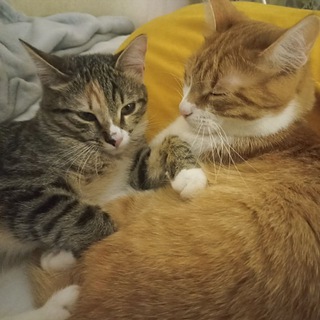 Шерстяные психотерапевты