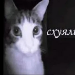 Gonsalez (Смешное видео)