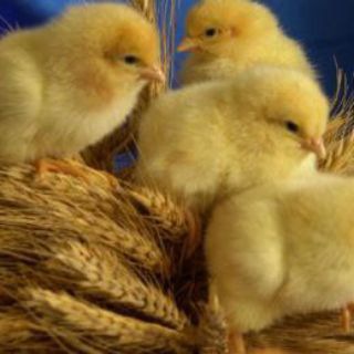 "" ВАМ К НАМ"" 🐣🐣🐣СУТОЧНЫЙ МОЛОДНЯК ПТИЦЫ ОПТ, РОЗНИЦА ТЕЛ +79900677943 КОРМА ПГТ Михайловка