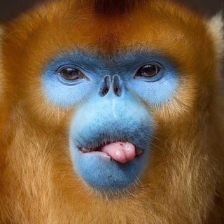 Бетула пендула