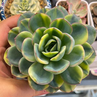 Суккуленты Лии