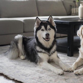 gᥲᥣᥲ᥊y.ᥣᥲyᥒfᥲᥴᥱ