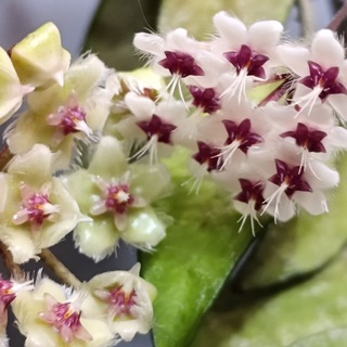 ГалХоймагия и не только