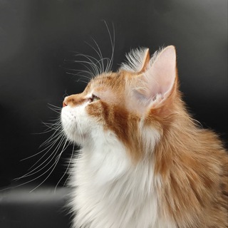 Gardemarin. Курильские бобтейлы🇷🇺