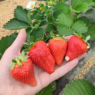 Цветы 🌹и Ягода 🍓