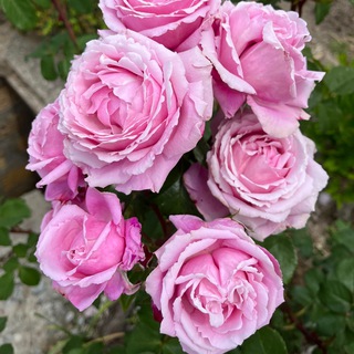 🌹140 розовых кустов