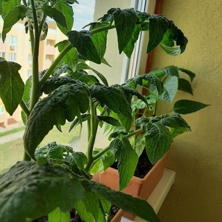 Сад Натали🌾 | Дом Натали🏡