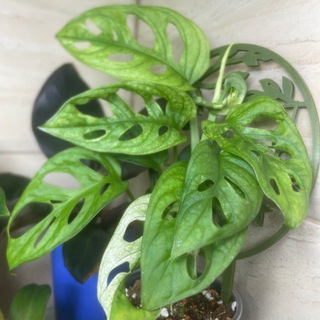 Растения & Горшки