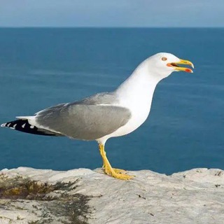 GATE/MEXC справедливая 9%