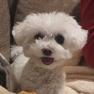 Наши верные друзья!🐾