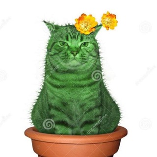 гельша cooks 🥛💸