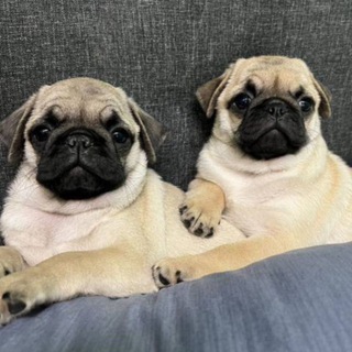 Grœsta(ğŕąñđ) Barista By Mőgilevskiě Būl'bąshi🦛🦫🦦