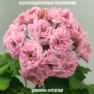 Шуйская пеларгония. Продажа 🌼