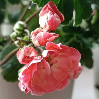 Сад на моём окне