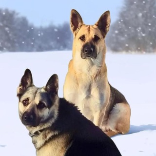 Жизнь Герды и её семьи🐶🐕