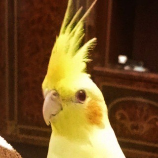 Заведи попугая