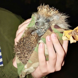 Пшеничка ТВ