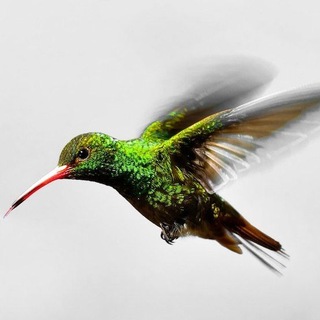 Рекорды книги Гиннесса