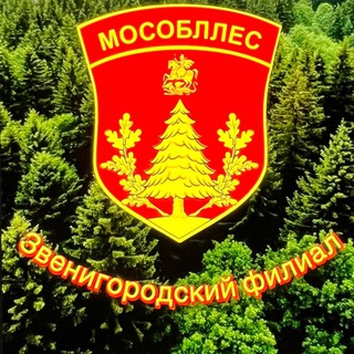 Звенигородское лесничество