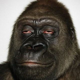 Главный самец гиф с обезьянами