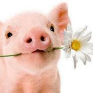 Глазки, усики и хвостик. Животные. Милые и веселые :)