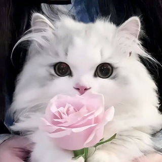 𝘨𝘭𝘰𝘴𝘴𝘺 𝘸𝘣 ˚‧｡⋆:౨ৎ