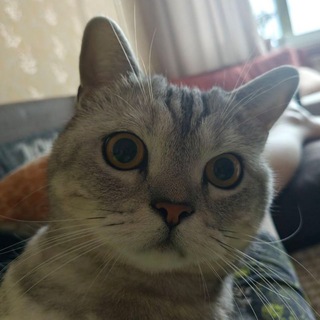 раздачи мабоя