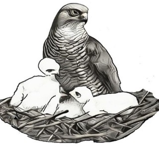 Птенцы гнезда Ястребова