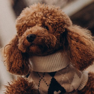 Пуделина - Золотая звёздочка ✨