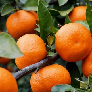 Биохакинг для Маши