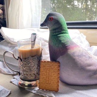 Голубь Валера