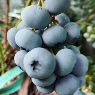 ГОЛУБИКА. Выращивание, продажа ягод и саженцев. 🫐