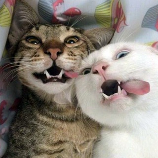 Котики - розовые ротики ^^