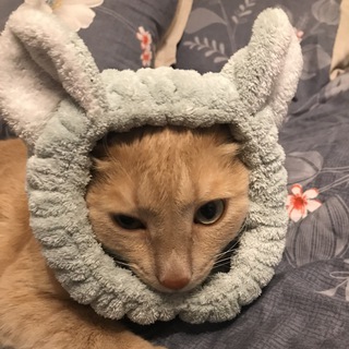 Борода с гитарой