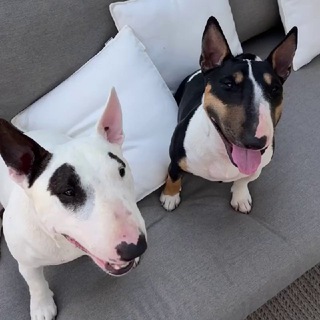 Горох и Бася.