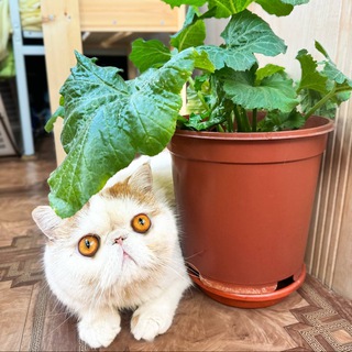 Горшочки счастья: уход за домашними цветами