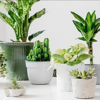 Горшочные вдохновения