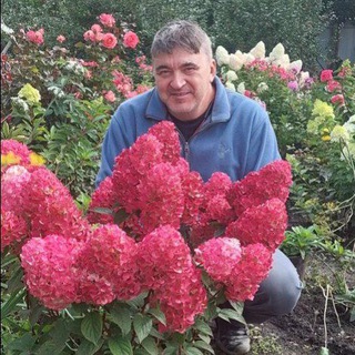 Гортензии в Сибири