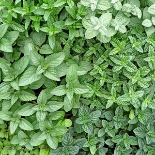 Мятный Сад Оксаны Горюновой