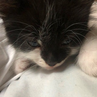 ева поддержка